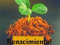Una gran amiga me decía que resonaba con esta palabra que coloqué en uno de mis stories... Es que esto no es individual es colectivo. Los últimos días está información ha llegado a mi por distintos medios y maestros ... El 2020 entra para empezar a sentar bases y para la mente humana todo gran cambio requiere crisis (paráfrasis de @matiasgustavodestefano) . Algunos las sienten y se hacen los locos, otros decidimos hacernos cargo... Vamos a renacer en nuestro auténtico ser ... #renacimiento #2020