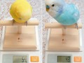 Así se ven 97 gramos de perico