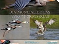 12 de Octubre dia Mundial de las Aves Migratorias. . . 🔽Hoy se calcula que unas 1600 de las 10.000 especies de aves del planeta realizan estos movimientos migratorias. . . 🔽Anualmente Venezuela recibe más de 138 especies de aves migratorias que representan un 10% del total de la avifauna. . . 🔽En el 2019 la campaña se ha centrado en proteger las aves y sus habitats de la contaminación del plástico. . . .🔽El lema para este año es: Protege las aves. Haz algo practico contra la contaminación del plástico. . . 🔽 El 90% de las aves marinas tienen plástico en sus instentinos. . . 🔽 Cada año un millon de aves marinas mueren a causa del plástico. . . 🔽 El 40% del plástico que se fabrica en el mundo es de un solo uso. . . 🔽Solo en los Estados Unidos se venden anualmente más 110.000 millones de botellas de plástico. . . 🔽casi el 10% de la producción del petróleo se utiliza para la elaboración del plástico. . . 🔻La mayor preocupación es, que a pesar de todos los esfuerzos por contener los daños causados por el plástico, el uso del mismo va en aumento. . . PD: Solo cuando los seres humanos empecemos a tiempo a vivir más como especie que como individuos; podremos salvar el planeta. . #mapacheecoaventura #diamundialdelasavesmigratorias #educaciónambiental #ecoturismoseguro #ecoturismo  #conservacion #preservacion #contaminaciónporplástico #avesmarinas