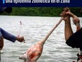Nuevamente vemos con preocupación la matanza de Flamencos (Phoenicopterus), en zonas aledañas a la Laguna "Las Ponías", quienes son cazados y comidos por lugareños que aseguran ingerir la carne de estos animales silvestres, al igual que de cuervos, por una "tradición" y "por "necesidad", pero que los ambientalistas consideramos ilegal y peligrosa para la salud.   Pero no solo la salud de esta minoría está en juego, se trata de la posible aparición de una epidemia que sin dudas podría afectar a el estado Zulia y el territorio venezolano.  Las enfermedades emergentes y reemergentes originadas desde animales de vida silvestre, pueden ser transmitidas a las poblaciones humanas por contacto directo o por vectores. Las #zoonosis determinan una gran problemática social epidemiológica.  Debemos recordar que según lo demuestran diversos estudios, El SARS-CoV-2, inicialmente denominado 2019-nCoV y que es el agente etiológico causante de COVID-19, es un coronavirus zoonótico.  Los #Flamencos por ser una especie migratoria pueden ser portadores de vectores cómo la Influenza o gripe aviar y tuberculosis, pero además una fuente de infecciones por bacterias de Salmonella en las personas.   En cuanto a la manipulación en el acto de caza de flamencos; los matan, despluman, cortan y hasta desollan. Es mucho el tiempo que mantienen contacto con el ave y sus fluidos, en condiciones sanitarias inapropiadas. Por mucho que hiervan o cocinen, cómo alegan quienes lo consumen, el tiempo de exposición es suficiente para el desarrollo de vectores infecciosos, que se pueden propagar masivamente.  Hemos denunciado en años anteriores esta práctica ilegal, ya que los flamencos son consideradas especies protegidas y porque su consumo no está declarado apto por las instituciones sanitarias del país, y además, por la alimentación que reciben estos animales migratorios, que puede incluir sustancias tóxicas como mercurio y plomo.  Hacemos un llamado de Atención Ambiental, a las autoridades y comunidades organizadas a qué no permitan la matanza de flamencos, ya que, estamos poniendo en riesgo a nuestra población, frente a una posible epidemia zoonótica.  @azulambientalistas @mapache_ecoaventura