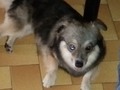 Tse Tzu Mixed name Sheila