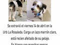 Por favor ayuda a que nuestro Copito regrese a su casa 🙏🏻😔
