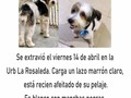 SERVICIO PÚBLICO ⚠️⚠️⚠️  Agradecemos cualquier INFORMACIÓN que nos ayude a conseguir a este miembro de la familia 🙏🏽🙏🏽🙏🏽  #barquisimeto #Lara #venezuela #thielentraining #guaroandante #Copito #perrito #mascota #extraviado