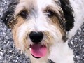 Hoy, después de 11 días de angustia y tristeza 💔 la alegría no cabe en el pecho ❤️‍🩹 APARECIÓ NUESTRO COPO 🥹 Perdió muchos kilos 😔💔 pero ya está en casa con nosotros sano y salvo para recuperarse 🙏🏻 De corazón muchas gracias a todas las personas, amistades, nuestros vecinos de los distintos urbanismos del Este, fundaciones protectoras de animales, medios de comunicacion social y más por ayudar a compartir, difundir, publicar, buscar, estar pendientes… ¡INFINITAS GRACIAS! 🥹 DIOS les bendiga 🙏🏻 Esta noche volveremos a dormir felices con nuestro peludito 🐶❤️