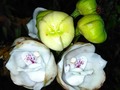 Espíritu Santo Flower 💮 . Peristeria elata. La flor del Espíritu Santo pertenece a la familia de las orquídeas. Originaria de Panamá, de dónde es la flor nacional desde el 21 de octubre de 1980 . Se caracteriza por tener pétalos de color marfil intenso, adornadas en el centro con una bien definida y delicada forma de paloma. Florece entre julio y octubre. Por cierto su olor es característico y espectacular .  #FlorDelEspirituSanto #Panama