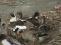 Planning ducks