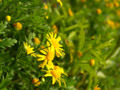 My sweet flowers