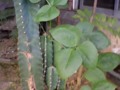 Climber cactus