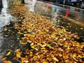Otoño 🍁  #alex