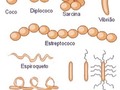 Morfologia bacteriana