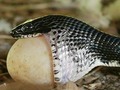 La mayoría de los huesos del cráneo de la serpiente, lo que incluye el maxilar superior e inferior, no están encajados y sujetos, como sucede con los mamíferos, sino unidos con un ligamento flexible. Uno de esos huesos une la mandíbula inferior con la superior en una bisagra de doble articulación. Se le llama "hueso cuadrado", porque tiene cuatro puntos de unión.  En 2005, se encontró en el Parque Nacional de los Everglades de Florida una pitón birmana de cuatro metros de longitud, de cuyo estómago salían los restos de un caimán de 1,8 metros. Al parecer, la serpiente había explotado en el intento de tragarse al caimán entero. Se cree que el caimán arañó el estómago de la serpiente desde el interior hasta que lo rompió. ⚪⚫⚪⚫⚪⚫⚪⚫⚪⚫⚪⚫⚪⚫⚪⚫⚪⚫ 🖊 Comentanos en tus publicaciones @medico.veterinario #⃣ Usa el hashtag #medicovet 📷 Mándanos tus fotos o vídeos por DM queremos ver cómo es tu día a día. 🔹🔸🔹🔸🔹🔸🔹🔸🔹🔸🔹🔸🔹🔸🔹🔸🔹🔸 #veterinario #salud #healt #medicine #veterinary #doctor #medicinaveterinaria #veterinaria #medicina #medico #doctors #love #instagood #photooftheday #medical #nurse #med #medvet #hospital #medicoveterinário #lesanimaux #tiere #Tier #clinicaveterinaria #snake #serpiente