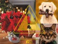 ¿Sabias que la poinsettia es tóxica para perros y gatos?  La poinsettia (Euphorbia pulcherrima) conocida comúnmente como flor de Nochebuena, flor de Navidad o flor de pascua, entre otros nombres, es una especie de la familia Euphorbiaceae nativa de México y América Central. Se utiliza frecuentemente en jardinería como arbusto, pero principalmente en floricultura como planta de interior en Navidad.  La toxicidad de la flor de Pascua se debe de al líquido lechoso irritante que circula por los tallos y membranas, y se puede manifestar si el animal ingiere alguna parte de la planta o si esta entra en contacto con la piel o los ojos.  La intoxicación con esta planta no acostuma a ser grave, però no por eso debemos pasarla por alto. Es mejor evitar tener poinsetias al alcance de nuestras mascotas, especialmente las más jóvenes.  Síntomas de intoxicación por poinsetia Si nuestra mascota ingiere la planta, lo que observaremos con más frecuencia son:  vómitos diarreas hipersalivación (gatos) Si sólo tiene contacto externo, lo que podemos encontrar es:  secreción ocular conjuntivitis enrojecimiento y llagas en la piel Tratamiento Ante la sospecha o certeza de intoxicación por flor de Pascua, es importante contactar inmediatamente con un veterinario: con un tratamiento adecuado y precoz, los animales tienen una buena recuperación sin complicaciones.  Hay que prestar especial atención en el caso de animales jóvenes y si han ingerido grandes cantidades de la planta, porque en las intoxicaciones graves los animales pueden llegar a sufrir cuadros nerviosos que pueden provocar temblores, delirios e incluso coma. ⚪⚫⚪⚫⚪⚫⚪⚫⚪⚫⚪⚫ 🖊 Comentanos en tus publicaciones @medico.veterinario #⃣ Usa el hashtag #medicovet 📷 Mándanos tus fotos o vídeos por DM queremos ver cómo es tu día a día. 🔹🔸🔹🔸🔹🔸🔹🔸🔹🔸🔹🔸🔹 #veterinario #estudianteveterinario #veterinary #medicinaveterinaria #veterinaria #vetlife #medvet #animales #medicoveterinário #ponsettia #flordenavidad #navidad #mascotas