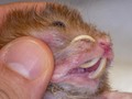 La maloclusión y elongación de dientes incisivos más extrema que he visto!  El diente del incisivo superior derecho de este hámster era tan largo que se curvó hacia atrás, penetró la cara, y luego comenzó a crecer en la nariz también! Afortunadamente, el recorte regular de dientes puede mantener este problema bajo control en el futuro. ⚪⚫⚪⚫⚪⚫⚪⚫⚪⚫⚪⚫ 🖊 Comentanos en tus publicaciones @medico.veterinario #⃣ Usa el hashtag #medicovet 📷 Mándanos tus fotos o vídeos por DM queremos ver cómo es tu día a día. 🔹🔸🔹🔸🔹🔸🔹🔸🔹🔸🔹🔸🔹 #veterinario #estudianteveterinario #veterinary #medicinaveterinaria #veterinaria #vetlife #medvet #animales #medicoveterinário #dientes #roedores #hamster #hamsters