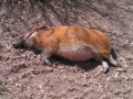 #Pumbaa look-alike at the #Cheyenne Mountain Zoo in #Colorado Springs