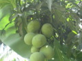 The Fresh Mango in my Sisters Garden