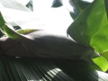 Plantain Flower Starting Stage