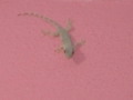 Lizard Searching for the Food on Wall
