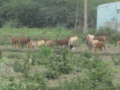Group of Sheeps, Mangadu