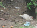 Hen