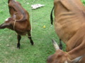 Cow and Calf