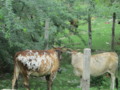 Cows Eating the Grass