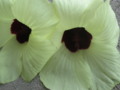 Togetherness of Two Yellow Flowers