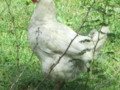 White Leghorn Chicken