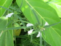 Tum Flower (Thumbai Poo)