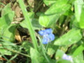 Blue Flower