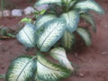 Multi Color Plant