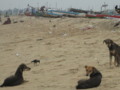 Circle Time of Dogs in Beach