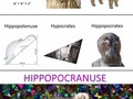 Hipotenusa y sus variantes - para mas chistes: Click aqui