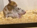 Los hamsters y sus gustos - para mas chistes: Click aqui