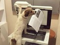 El perro encargado de la impresora - para mas chistes: Click aqui