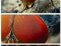 El secreto de las moscas - para mas chistes: Click aqui