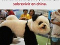 Solo los perros más astutos sobreviven - para mas chistes: Click aqui