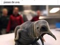 ¡Basta ya de maltrato animal! - para mas chistes: Click aqui