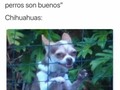 Esos malditos perros los ha inventado el diablo - para mas chistes: Click aqui