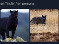 La pantera de Granada resultó ser un gato grande - para mas chistes: Click aqui