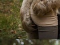 Cuidado donde está metiendo las manos este “inocente” oso - para mas chistes: Click aqui