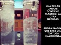 La situación de las tortugas marinas - para mas chistes: Click aqui
