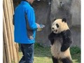 Un panda exigente - para mas chistes: Click aqui