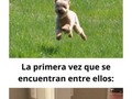 Mascotas reaccionando a algo por primera vez - para mas chistes: Click aqui