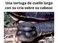 Imágenes que no se ven todos los días - para mas chistes: Click aqui