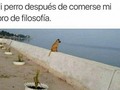 ¿Qué te pasa Firulais? - para mas chistes: Click aqui