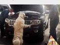 El perro mecánico - para mas chistes: Click aqui