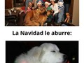 Perros que celebran la Navidad como uno más - para mas chistes: Click aqui