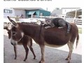 ¿Lo has visto? - para mas chistes: Click aqui