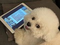 Cuando entran en tu habitación sin avisar y te pillan viendo DogHub - para mas chistes: Click aqui