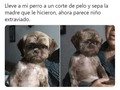 Fui con mi perro y volví con un niño triste - para mas chistes: Click aqui